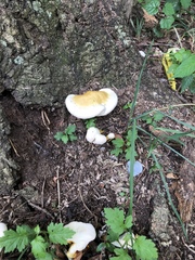 Ganoderma