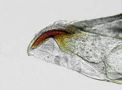 Pristiphora abietina