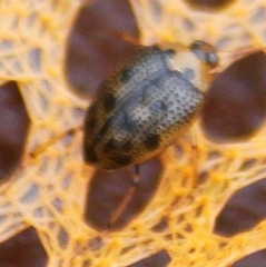 Peltodytes edentulus