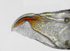 Pristiphora abietina