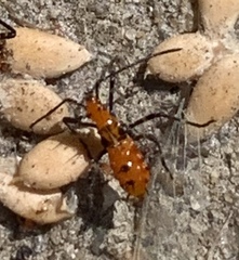 Phthiacnemia picta