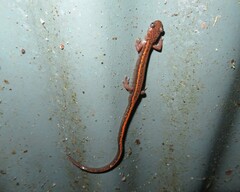 Chioglossa lusitanica