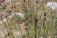 Schoenus nigricans