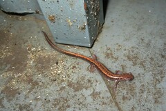 Chioglossa lusitanica