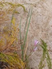 Gladiolus gueinzii