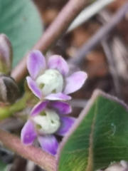 Raphionacme hirsuta