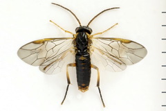 Pristiphora abietina