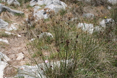 Schoenus nigricans