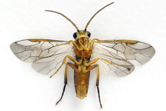 Pristiphora abietina