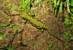 Triturus marmoratus