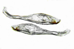 Pristiphora abietina