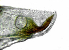 Pristiphora abietina