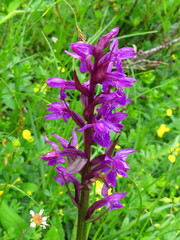 Dactylorhiza majalis