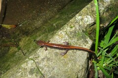 Chioglossa lusitanica