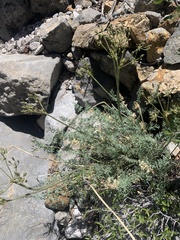 Lomatium parryi