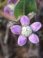 Raphionacme hirsuta