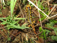 Salamandra salamandra gallaica