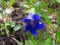 Gentiana clusii