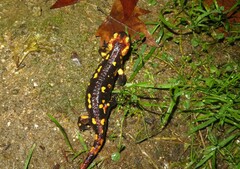 Salamandra salamandra gallaica