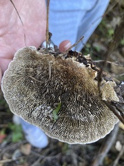 Daedaleopsis confragosa