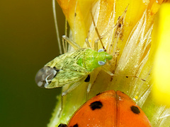 Macrotylus atricapillus