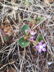 Raphionacme hirsuta