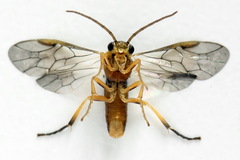 Pristiphora abietina