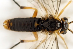 Pristiphora abietina