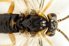 Pristiphora abietina