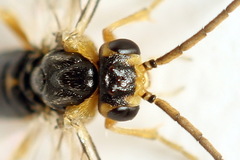 Pristiphora abietina