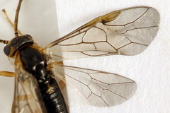 Pristiphora abietina