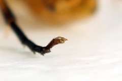 Pristiphora abietina