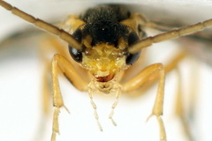 Pristiphora abietina