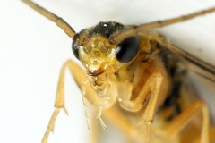 Pristiphora abietina