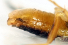 Pristiphora abietina