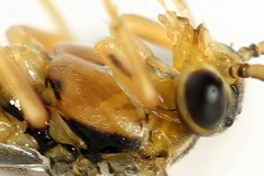 Pristiphora abietina