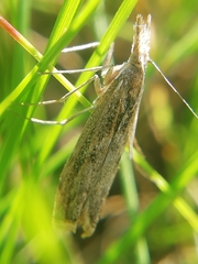 Agriphila tersellus