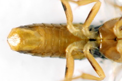 Pristiphora abietina