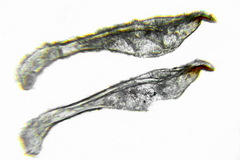 Pristiphora abietina