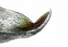 Pristiphora abietina