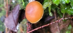 Galerina marginata