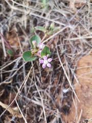 Raphionacme hirsuta
