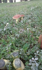 Boletus sensibilis