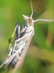 Agriphila tersellus