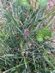 Hadrobunus maculosus