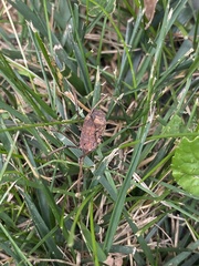 Hadrobunus maculosus