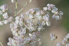 Eriogonum multiflorum