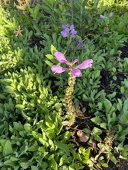 Physostegia virginiana