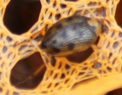 Peltodytes edentulus