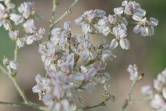 Eriogonum multiflorum